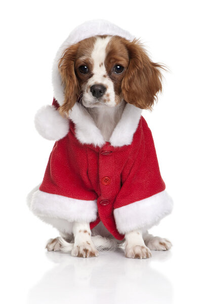 Portrait of puppy Cavalier King Charles Spaniel, 4 months old, dressed in Santa coat in front of white background