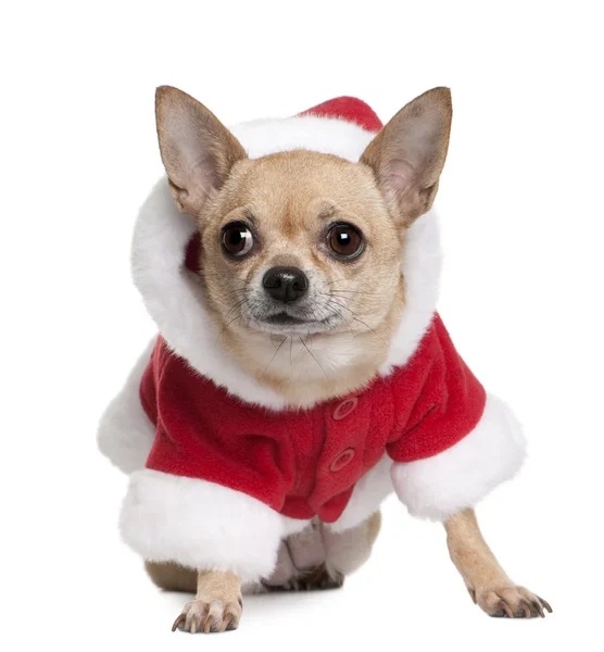 Chihuahua en abrigo de Santa, 6 años, sentado delante de fondo blanco —  Fotos de Stock