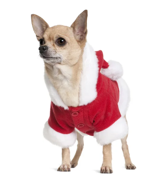 Chihuahua in cappotto Babbo Natale, 6 anni, seduta davanti allo sfondo bianco — Foto Stock