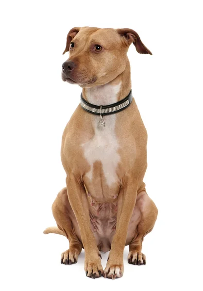 Amerikaanse pit bull terrier, 4 jaar oud, zit op witte achtergrond — Stockfoto