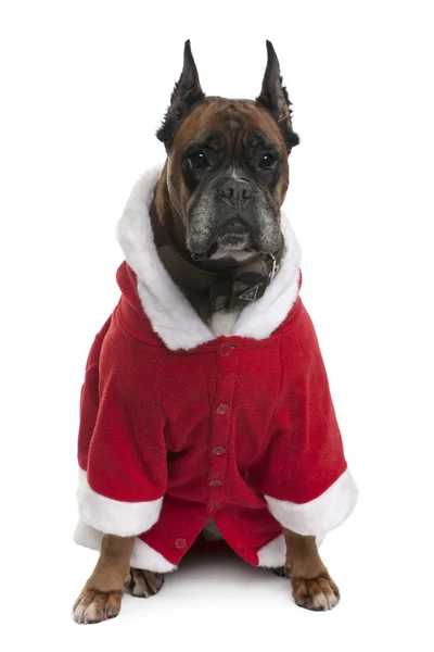 Boxer in cappotto Babbo Natale, 9 anni, seduto davanti allo sfondo bianco — Foto Stock