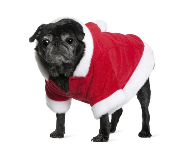 Pug in cappotto Babbo Natale, 10 anni, in piedi di fronte a sfondo bianco — Foto Stock