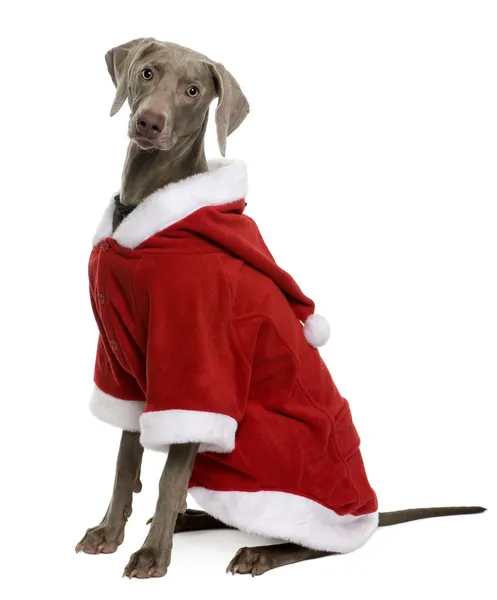 在圣诞老人的外套，坐在白色背景前的犬只 — 图库照片