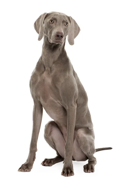 Weimarse staande hond zit van witte achtergrond, studio schoot — Stockfoto