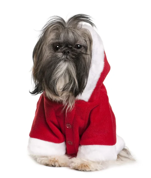 Shi-Tzu in Santa Claus suit, 2 years old, sitting in front of white background — Stock Photo, Image