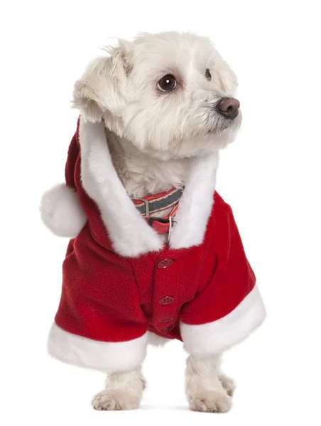 Perro maltés en traje de Santa Claus, 3 años, de pie frente al fondo blanco —  Fotos de Stock