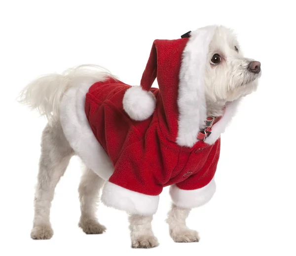 Perro maltés en traje de Santa Claus, 3 años, de pie frente al fondo blanco — Foto de Stock