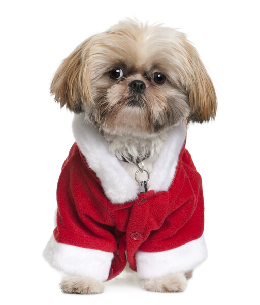 Shi-Tzu in Santa Claus suit, 3 years old, sitting in front of white background