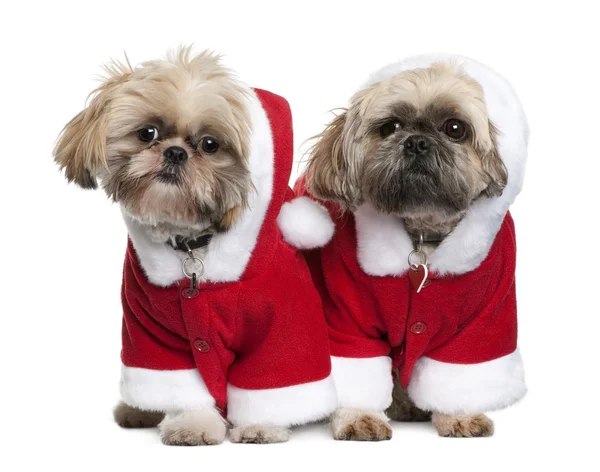 Dva Shi-Tzu v oblecích Santa Clause, 3 roky, stojící před bílým pozadím — Stock fotografie