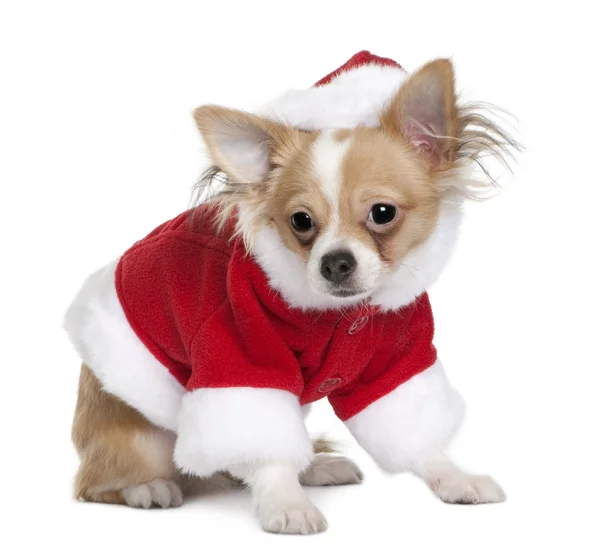 Chihuahua cachorro en traje de Papá Noel, 7 meses de edad, de pie delante de fondo blanco —  Fotos de Stock