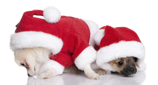 Two Chihuahua puppies in Santa Claus suits, 7 months old, sitting in front of white background