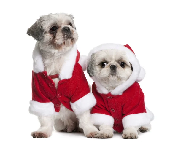 Shi-tzus in Santa coats, sitting in front of white background — Stock Photo, Image