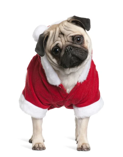 Pug in cappotto di Babbo Natale, 1 anno, in piedi di fronte a sfondo bianco — Foto Stock