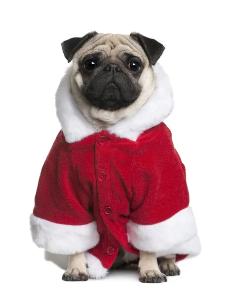 Pug in Santa coat, 1 year old, standing in front of white background — Stock Photo, Image