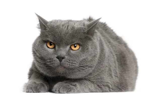 Chartreux cat, 7 years old, sitting in front of white background — Stock Photo, Image