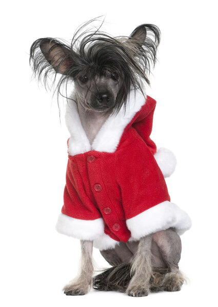 Chinese Crested Dog in Santa coat, 1 year old, sitting in front of white background