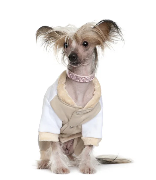 Chinese Crested Dog dressed up, 1 year old, sitting in front of white background — Stock Photo, Image