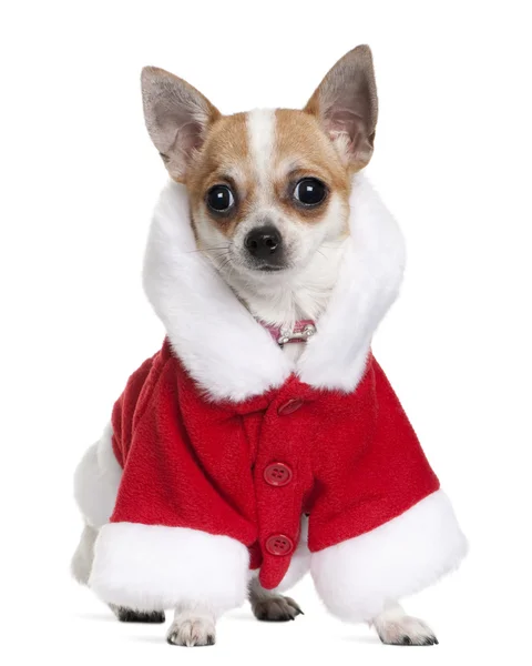 Chihuahua en abrigo de Santa, 8 meses de edad, sentado delante de fondo blanco — Foto de Stock