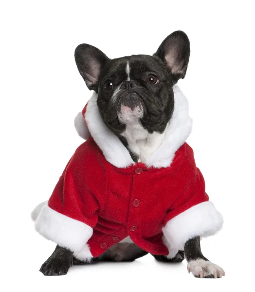 Bulldog francese in cappotto Babbo Natale, 3 anni, seduto davanti allo sfondo bianco — Foto Stock