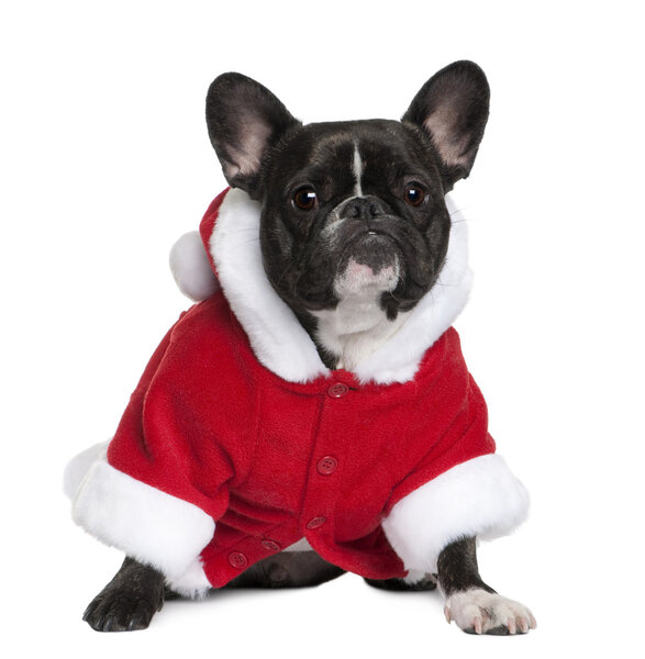 French bulldog in Santa coat, 3 years old, sitting in front of white background