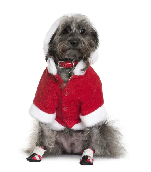 Kokteyl d'amour köpek Noel Baba kıyafetli, 4 yıl yaşlı, beyaz arka plan önünde oturan — Stok fotoğraf