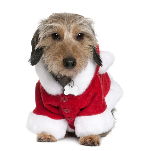 Dachsshund em casaco de Santa, 2 anos, sentado na frente do fundo branco — Fotografia de Stock