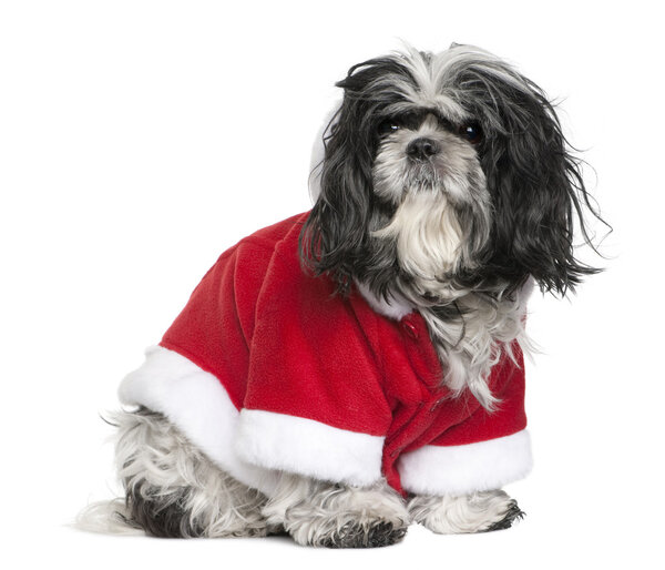 Shi-Tzu in Santa coat, 6 years old, sitting in front of white background