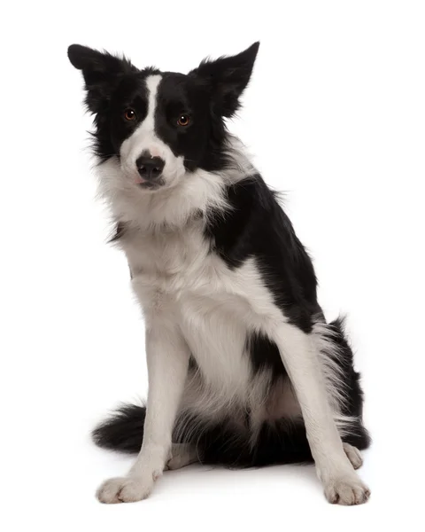 Portrait of Border collie, 3 years old, sitting in front of white background, studio shot — Stock Photo, Image