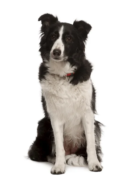 Border collie sitting in front of white background, studio shot — Stock Photo, Image