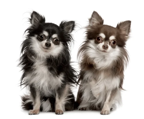 Portrait of two Chihuahuas, 7 years old, sitting in front of whi — Stock Photo, Image
