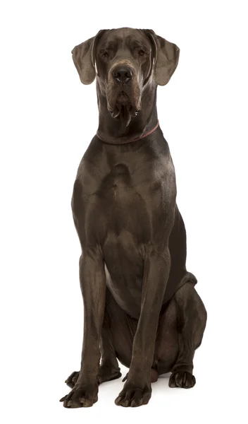 Great dane sitting in front of white background, studio shot — Stock Photo, Image