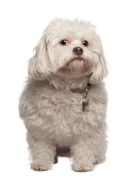 Crossbreed cão sentado na frente de fundo branco — Fotografia de Stock