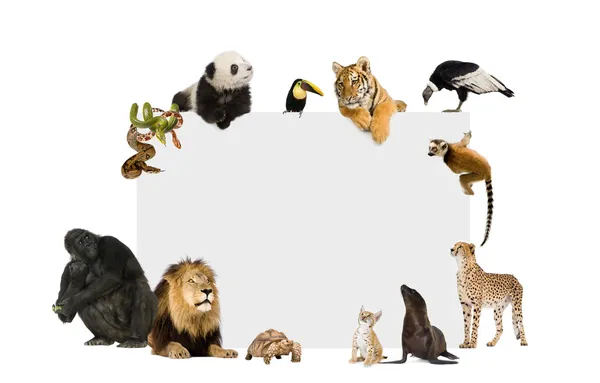 Grupo de animais selvagens em torno de um cartaz em branco — Fotografia de Stock