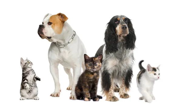 Grupo de mascotas: perros y gatos —  Fotos de Stock