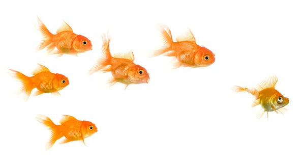 Escola de Goldfish — Fotografia de Stock