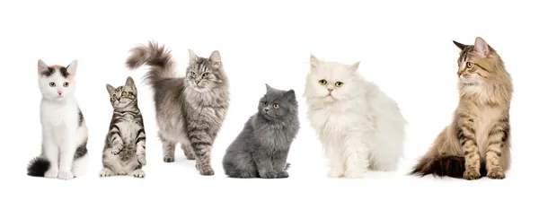 Skupina koček v řadě: Norština, sibiřská a perská kočka — Stock fotografie