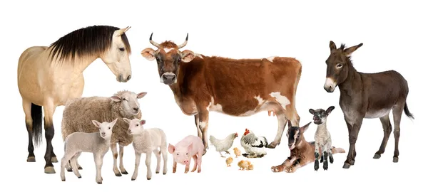 Groep van landbouwhuisdieren: koe, schapen, ezel, paard, kip, lam — Stockfoto