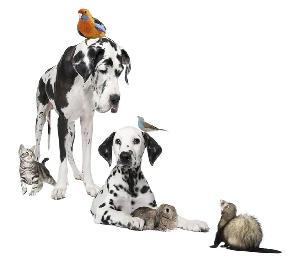 Группа домашних животных: собака, птица, кролик, кот и хорек — стоковое фото
