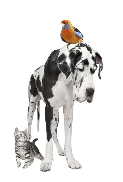 Gruppo di animali domestici: cane, uccello, gatto — Foto Stock