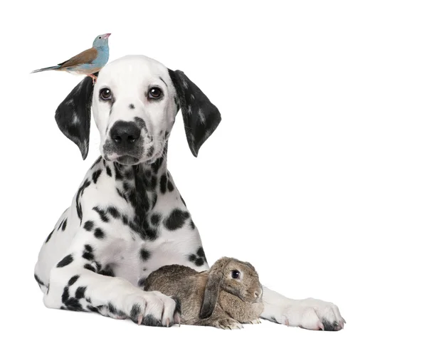 Groupe d'animaux : chiot chien, oiseau, lapin — Photo