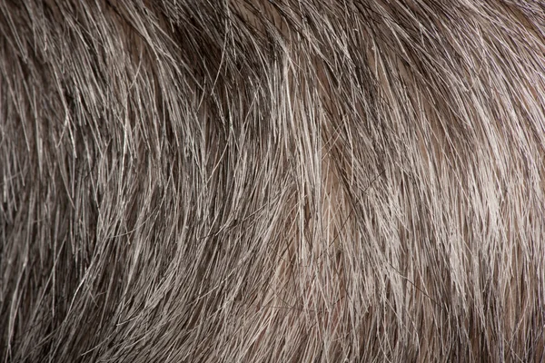 人間の毛髪のクローズ アップ — ストック写真