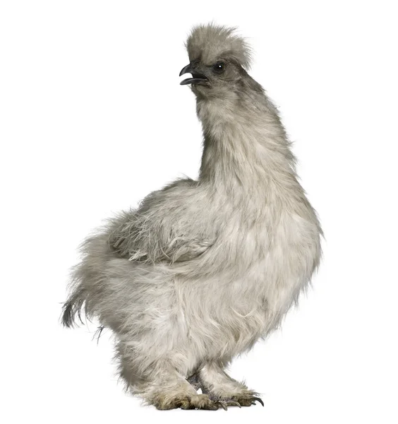 Grey Silkie hen, 1 ano, de pé em frente ao fundo branco — Fotografia de Stock