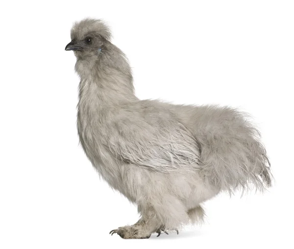Grey Silkie hen, 1 year old, standing in front of white background — Stock Photo, Image