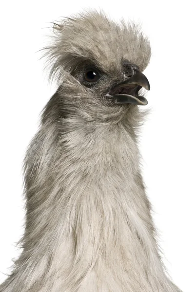 Grey Silkie hen, 1 year old, standing in front of white background — Stock Photo, Image