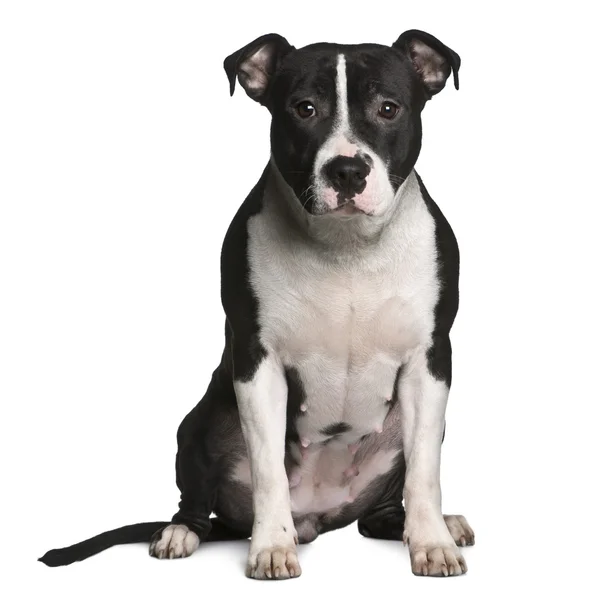 American Staffordshire terrier, 11 months old, sitting in front of white background — Stock Photo, Image