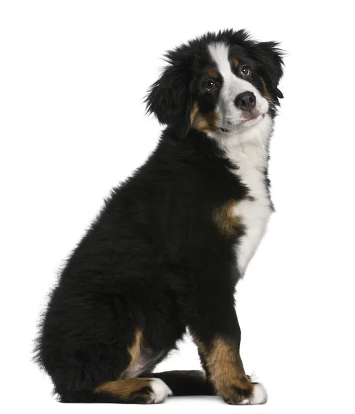 Бернская горная собака щенок, 5 месяцев, сидящий перед белым фоном — стоковое фото