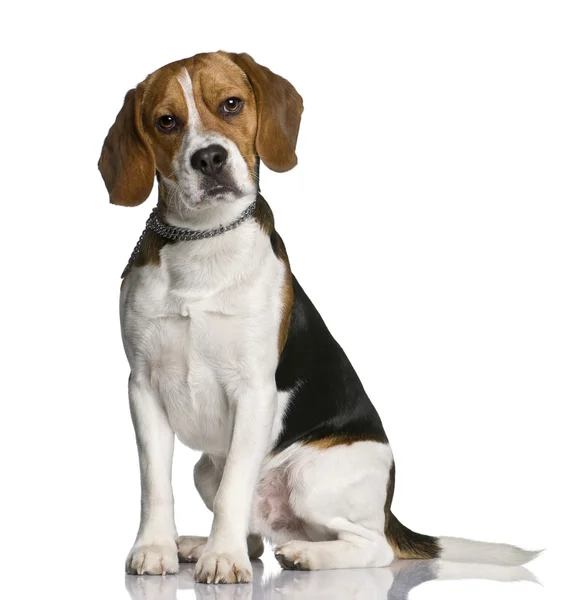 Beagle, 1 jaar oud, zit op witte achtergrond — Stockfoto