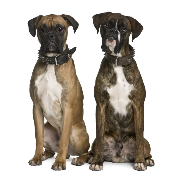 Två boxer hundar, 1 år gammal, sitter framför vit bakgrund — Stockfoto
