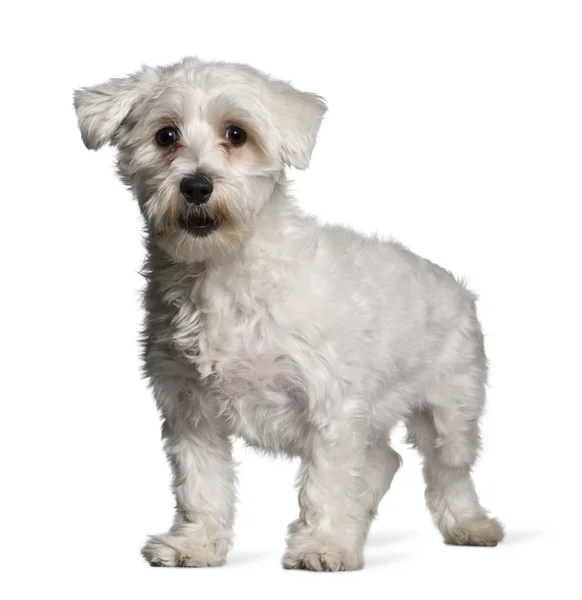 Malteserhund, 1 Jahr alt, steht vor weißem Hintergrund — Stockfoto