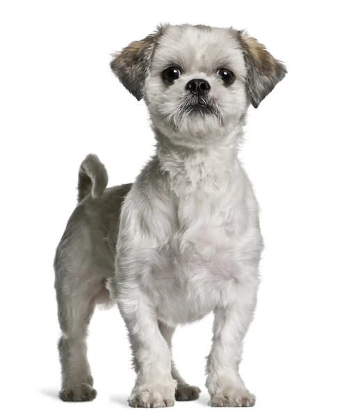 Shih Tzu, 3 years old, standing in front of white background — Stock Photo, Image